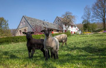 Le printemps et les agneaux dans le sud du Limbourg sur John Kreukniet