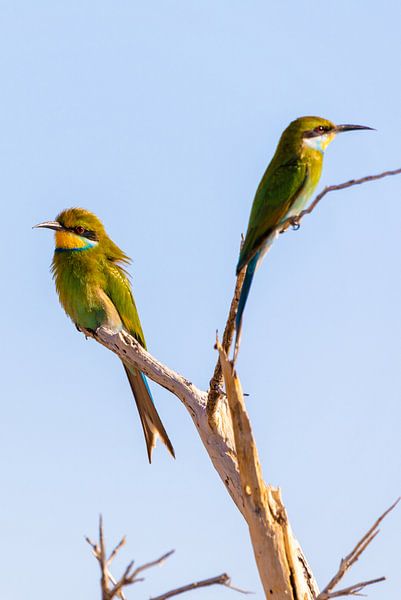 Bienenfresser von Poster Art Shop