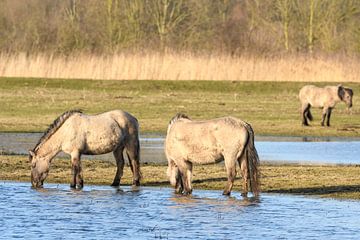 Groep wilde Konikpaarden in het natuurreservaat Oostvaardersplassen