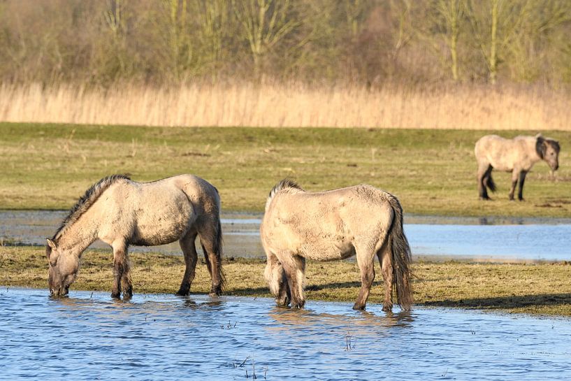 Groupe de chevaux sauvages Konik dans la réserve naturelle d'Oostvaardersplassen. par Sjoerd van der Wal Photographie