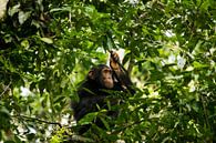 Schimpanse in den Baumkronen von Dennis Van Den Elzen Miniaturansicht