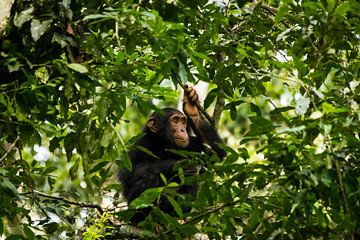 Chimpanzee in the treetops by Dennis Van Den Elzen