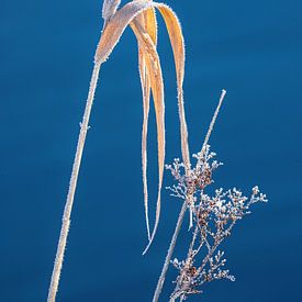 Zarte gefrorene Gräser am See von Christina Bauer Photos