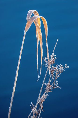 Tere bevroren grassen aan het meer