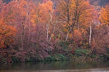 Autumn along the river Meuse in Oost-Maarland by Rob Boon