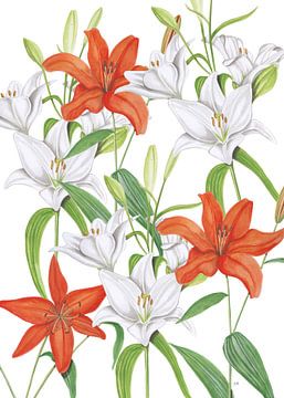 White and orange lilies by Jasper de Ruiter