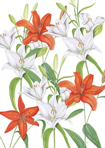 Witte en oranje lelies