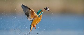 Kingfisher - Action in panoramic format