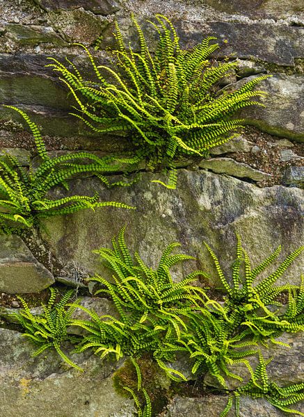 Ferns in wall (Ireland) by Marcel Kerdijk