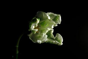 Tulpenbloesem van Thomas Jäger