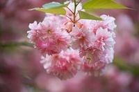 roze bloem