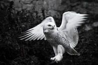 Il bat des ailes sur un fond noir. Chouette polaire blanche en été, beau rapace sauvage. par Michael Semenov Aperçu