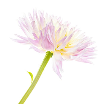 Dahlia en couleur pastel