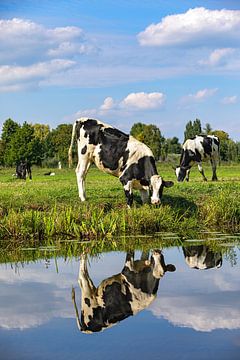Vache dans la prairie sur Angelique Niehorster