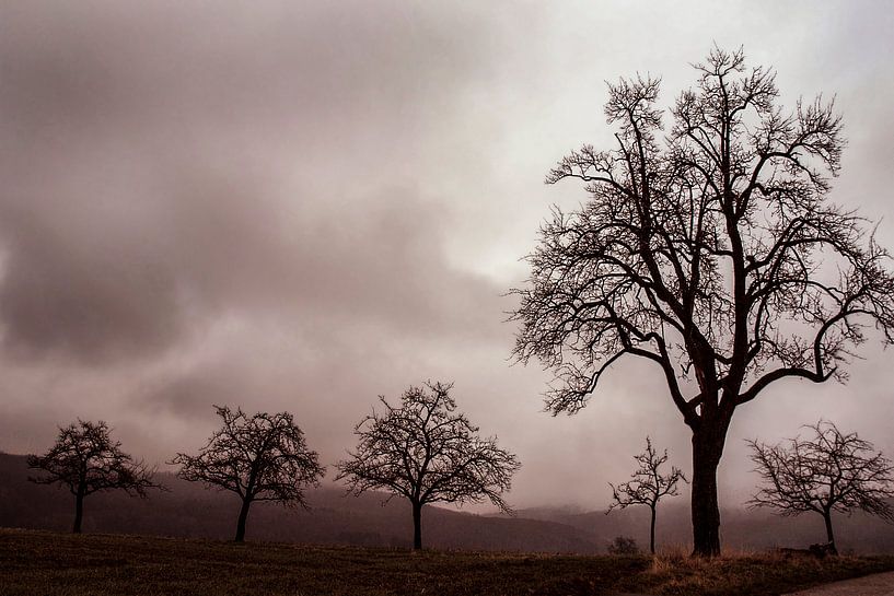Pfaffenbronn von Mario de Lijser
