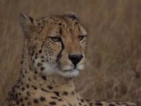 Gepard-