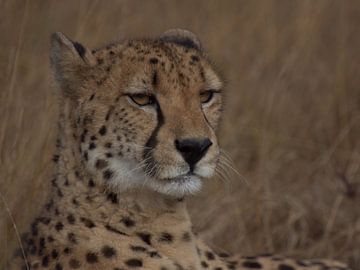 Guépard sur Fer Hendriks