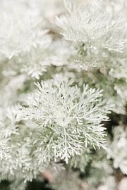 Artemisia douce - impression minimaliste - photographie d'art sur Nienke van Denderen