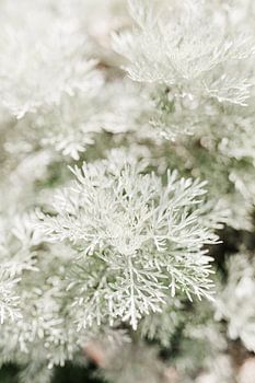 Soft Artemisia – minimalist print – fine art photography