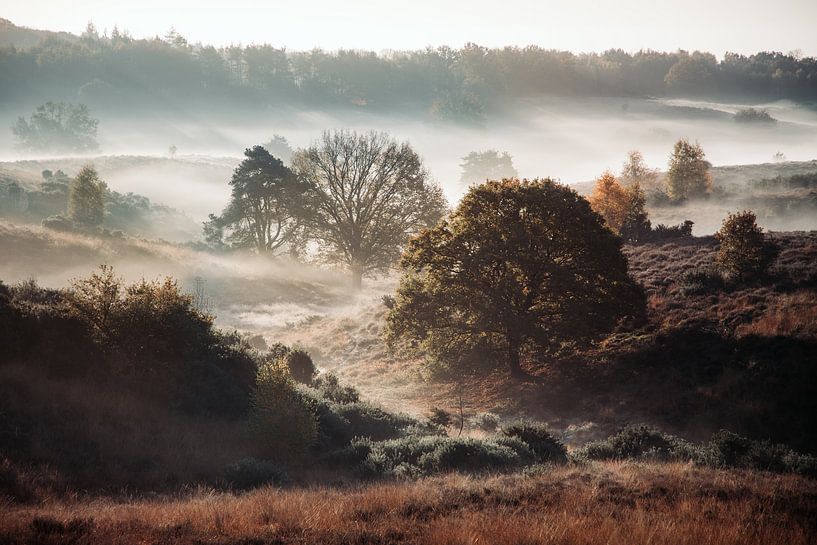 Foggy Posbank (Herikhuizerveld) by Robbert van Rijsewijk