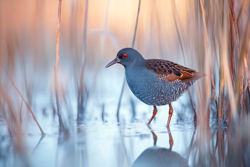 Watervogels in het ochtendlicht