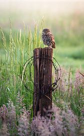 little owl by Andy van der Steen - Fotografie