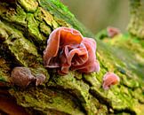 Herbst, Pilze von Eugenio Eijck Miniaturansicht