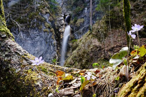 De aderen van de bergen ⛰️ Waar water en steen samensmelten - pure kracht, leven en rust tegelijk.