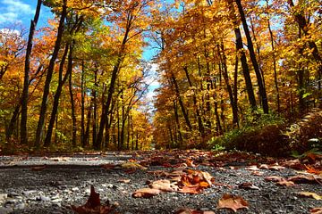 A country road in autumn by Claude Laprise