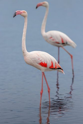 Rosaflamingos (Phoenicopterus roseus)
