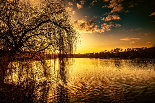 Zonsondergang achter treurwilg