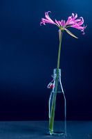 still life flower in a glass bottle