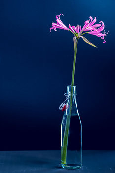 Stilleven bloem in vaas in blauwe achtergrond