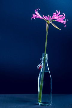 Stilleven bloem in vaas in blauwe achtergrond