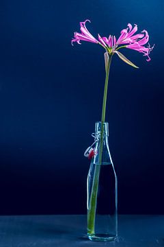 Stilleven bloem in vaas in blauwe achtergrond van Ineke Huizing