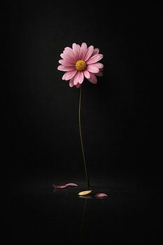 Pink Daisy on Black Background – Minimal Dark Floral Photography Wall Art