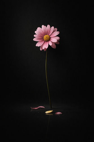 Pink Daisy on Black Background – Minimal Dark Floral Photography Wall Art