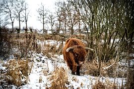 Scottish highlander by Bas Quaedvlieg