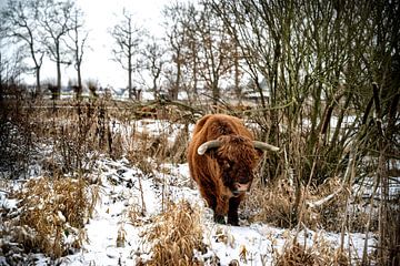Highlander écossais sur Bas Quaedvlieg