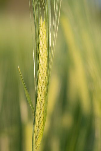 Tender green barley