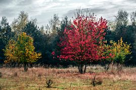 Colourful trees on the Heuvelrug by Vos Photography