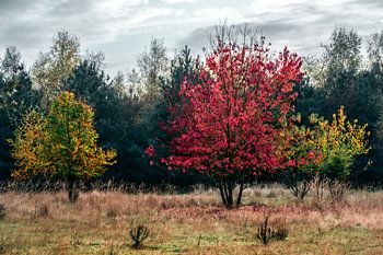 Colourful trees on the Heuvelrug