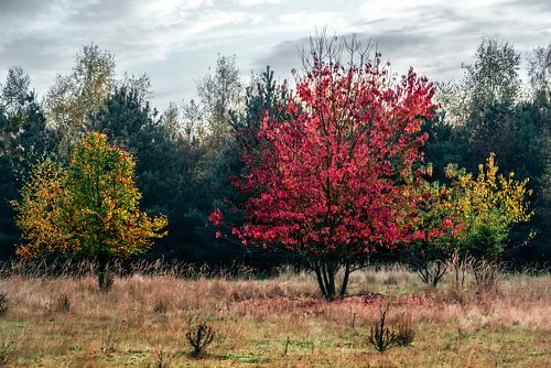 Colourful trees on the Heuvelrug