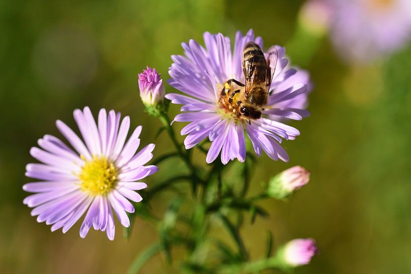 Asters with bee by Ulrike Leone