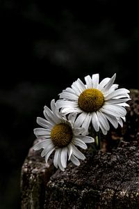 Wilde Gänseblümchen