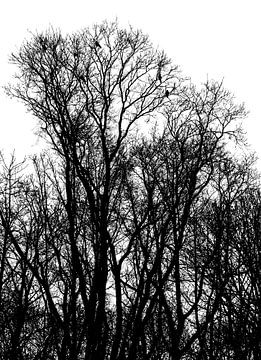 Zwarte kraaien in boom (Groningen - Nederland) van Marcel Kerdijk