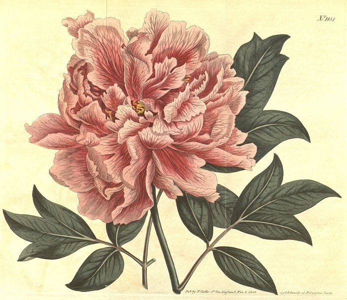 Vintage print met bloem (paeonia suffruticosa) van Vintage en botanische Prenten