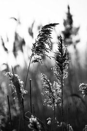 Nature | phragmites by Inge van Tilburg