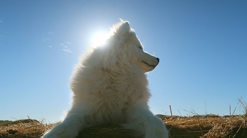 Samoyed van Bo Valentino