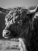 Nahaufnahme eines schottischen Highlanders